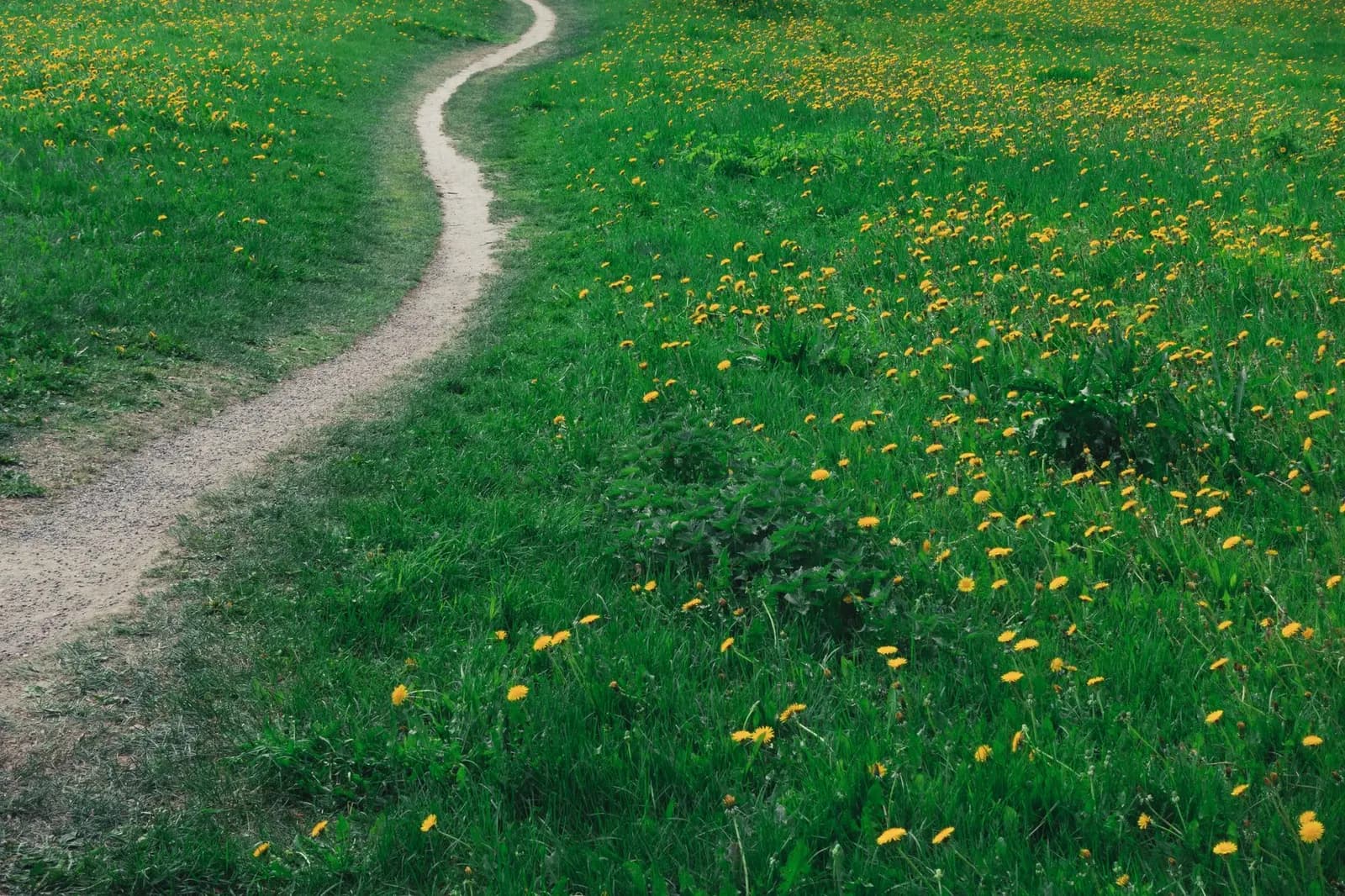 タンポポの咲く草地の中を、細い小道がくねりながら奥へ続いている